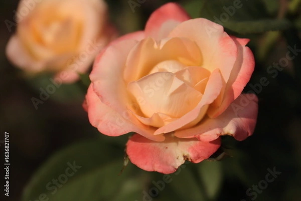 Obraz orange rose flower
