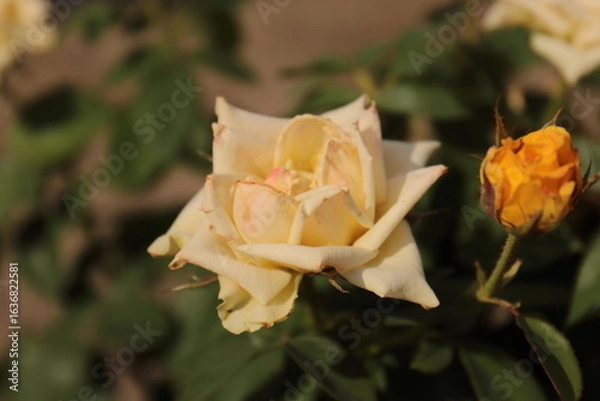 Obraz single yellow rose