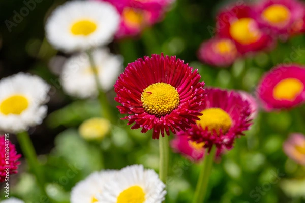 Fototapeta White Magenta Pink English Daisy, Bellis Perennis, Pomponette, Asteraceae, Herbaceous, Perennial, Fleabane, Bellis Annua, 