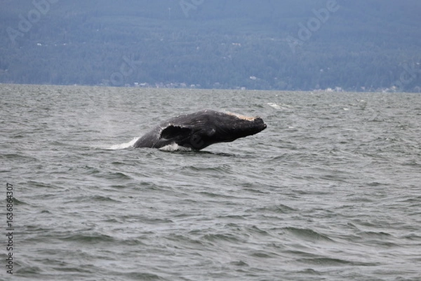 Obraz Humpback whale arching down towards the waves during it breaching