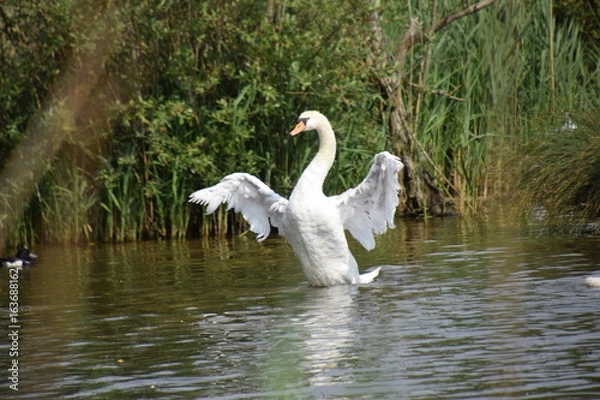 Obraz Cygne