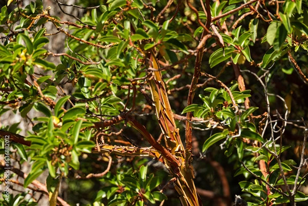 Fototapeta Erdbeerbaum