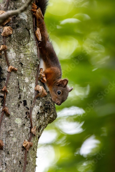 Fototapeta Eichhörnchen am Baumstamm im Wald vor grünem Hintergrund - Sciurus vulgaris