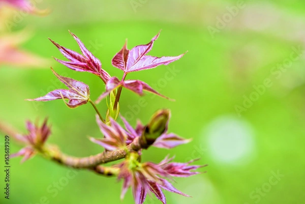 Fototapeta Red young leaves of Maple, Liquidambar formosana, Chinese sweet gum or Formosan gum are blossoming on green background