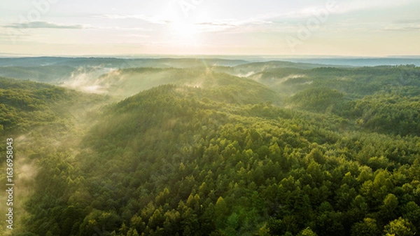 Obraz morning in the forest