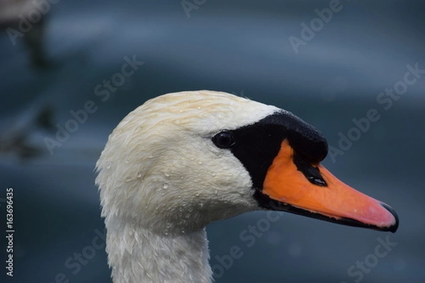 Obraz Cygne
