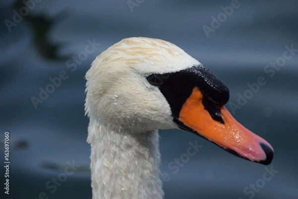 Fototapeta Cygne