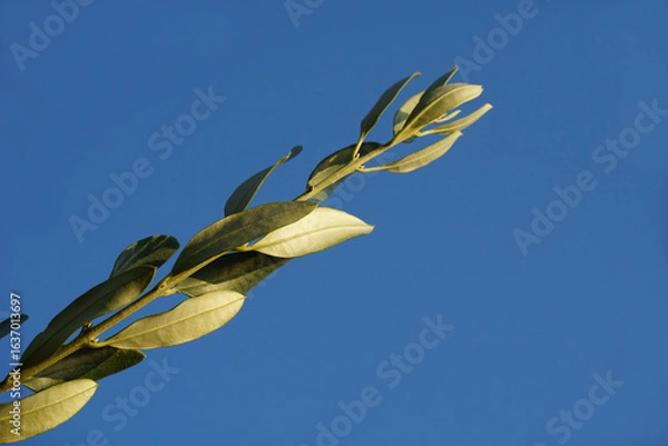Fototapeta Olive tree branch close up on the blue background with free copy space