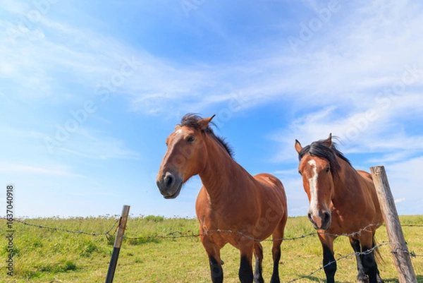 Obraz 霧多布の馬