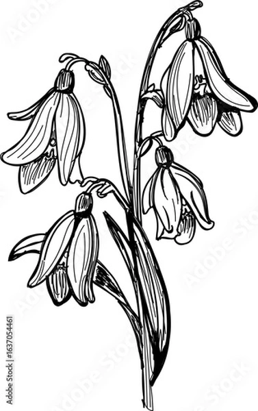 Obraz Snowdrop flower hand sketch