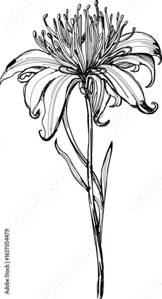 Obraz Spider lily flower hand sketch