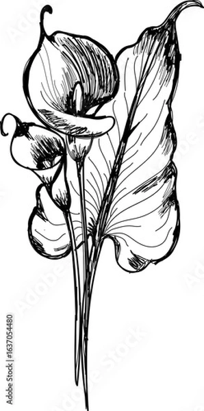 Obraz Calla lily flower hand sketch