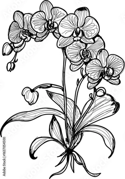 Obraz Orchid flower hand sketch