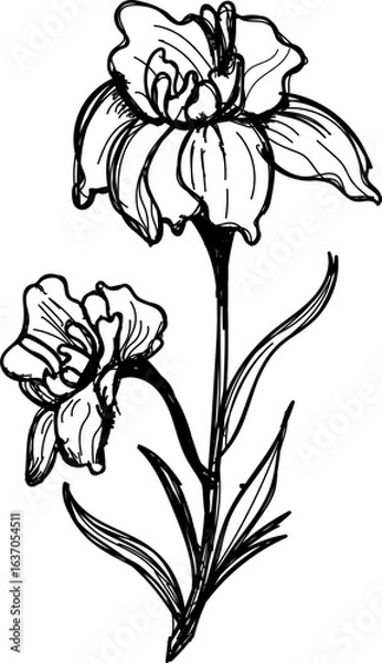 Obraz Daffodil flower hand sketch