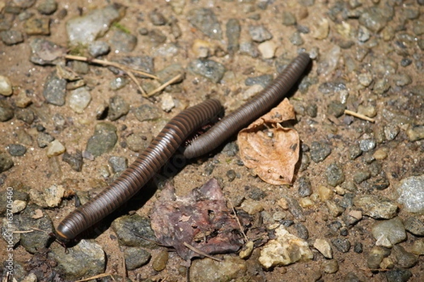 Obraz Two Millipedes