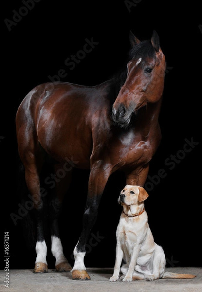 Obraz gniady koń i pies na czarnym tle