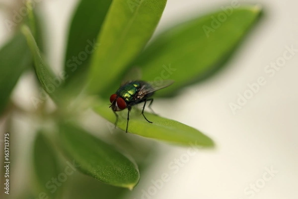 Obraz Grüne Fliege