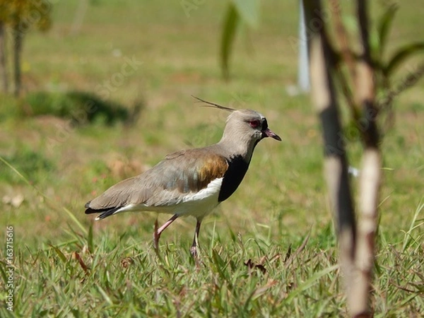 Obraz Vanellus Bird 1