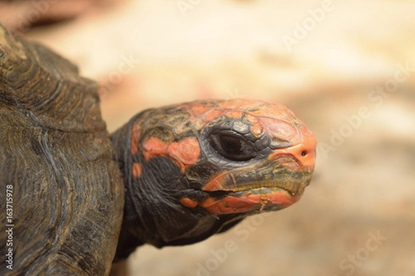 Obraz Tortoise Staring at Camera