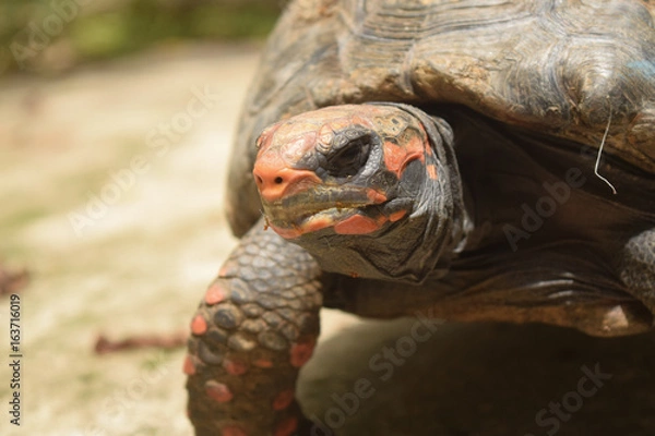 Obraz Tortoise Portrait