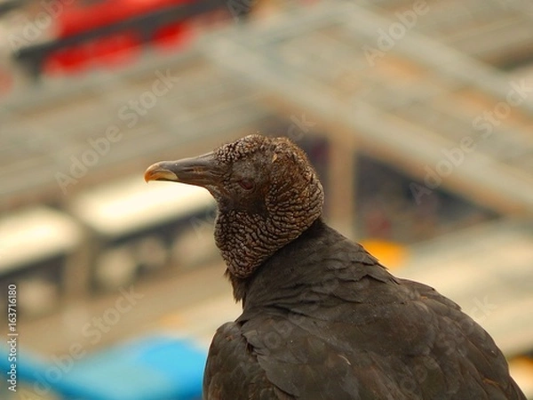 Obraz Vulture Looking at Something