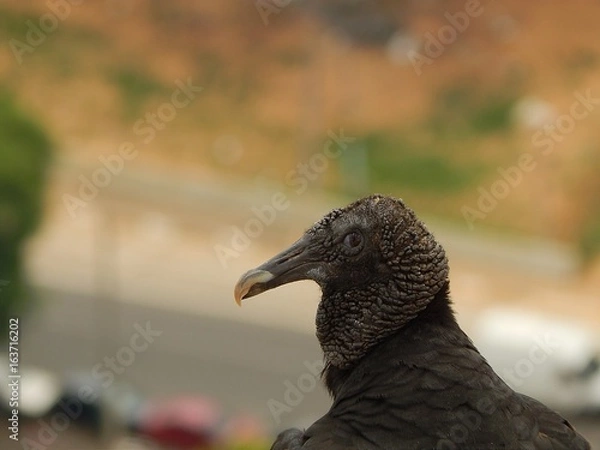 Obraz Vulture Looking at the Camera
