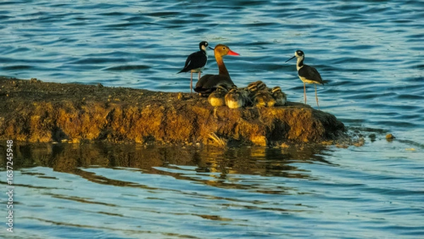 Fototapeta Mother Black-bellied Whistilng Duck and babies