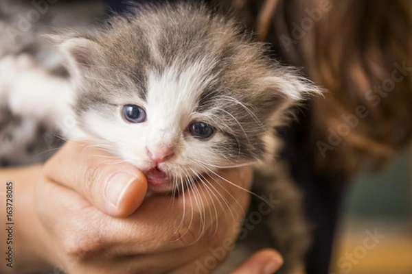 Obraz 子猫　ノルウェージャンフォレストキャット