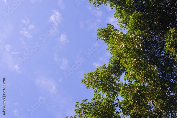 Obraz trees and blue sky