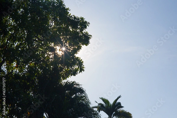 Obraz trees and blue sky