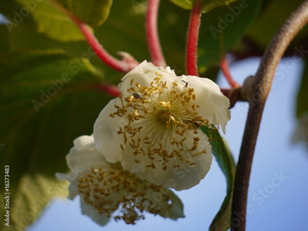 Obraz Kiwiblüte
