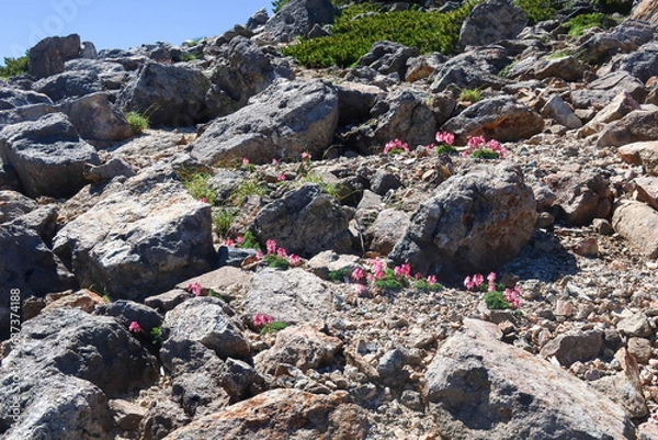 Obraz 乗鞍岳のコマクサ