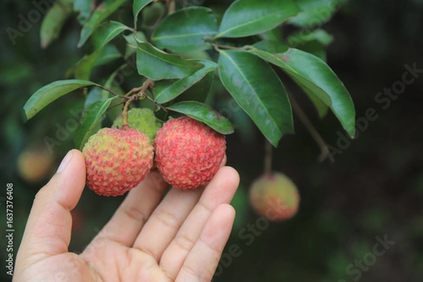 Obraz farmer hand hold red lychee in organic farm from fresh local farm