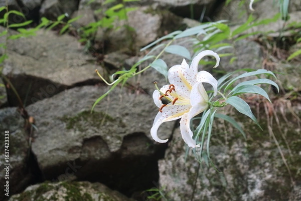 Obraz 高取城のやまゆり