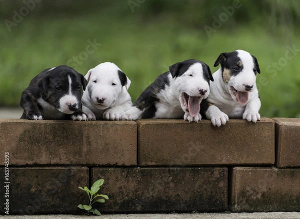Fototapeta Four puppies climbing on the block wall
