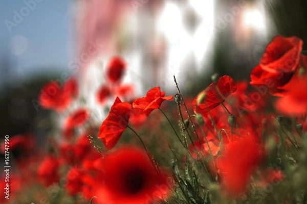 Fototapeta Field of poppy