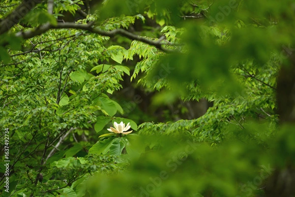 Obraz 梢の隙間から