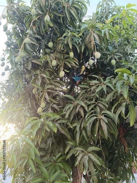 Obraz Unripe Green mangoes hanging on Branch. Fresh green mango on tree. Bunch of Mango's. Mangos with tree. raw mango hanging on tree with leaf background in summer fruit