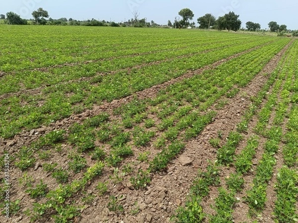 Fototapeta peanuts farm, Organic Farm Land Crops In India multiple layers of mountains add to this organic and fertile farm land in India, Peanut Field, Peanut tree, Peanut plantation fields