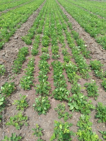 Obraz peanuts farm, Organic Farm Land Crops In India multiple layers of mountains add to this organic and fertile farm land in India, Peanut Field, Peanut tree, Peanut plantation fields