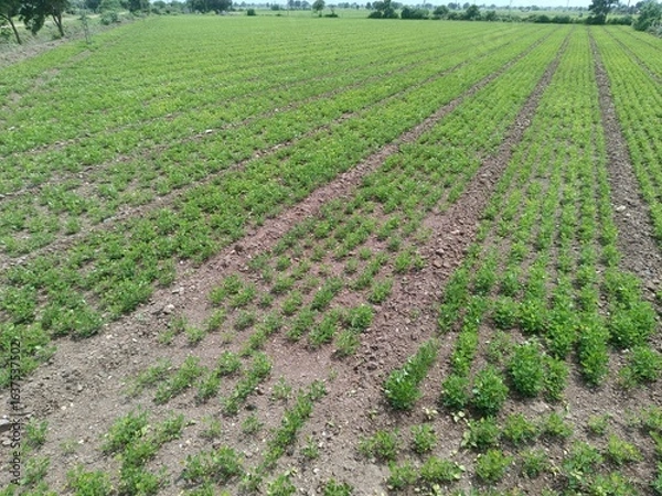 Obraz Close up image of peanut plant growing on the ground, agricultural and farming illustration