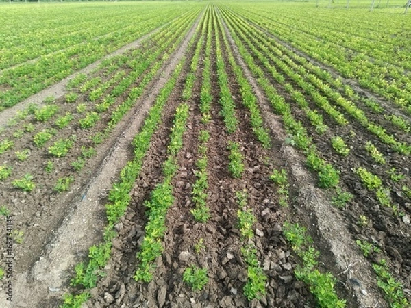 Obraz Close up image of peanut plant growing on the ground, agricultural and farming illustration