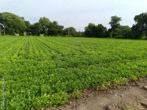 Obraz Peanut plantation fields with tree bush and a cloudy blue sky in the background