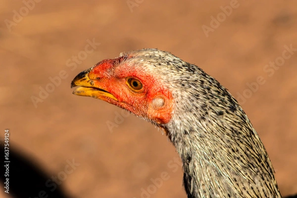 Fototapeta Detailed close-up of a speckled gray and white hen, showing its red comb and golden beak. Ideal for illustrating publications on farm animals, biology and ecology. Cage-free chickens in Brazil