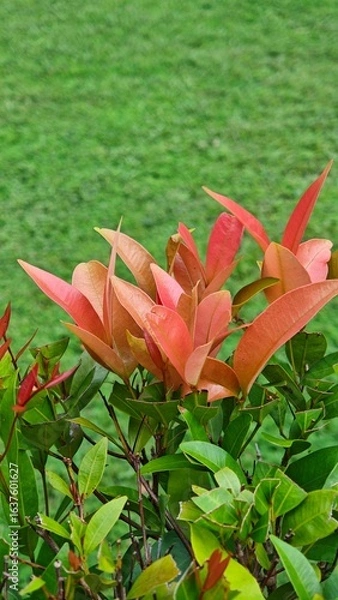Fototapeta Orange leaves on a green background lawn , bushes, garden