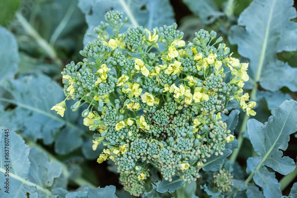 Fototapeta Broccoli flowers (Brassica oleracea). The florets have not been harvested and are blooming now.