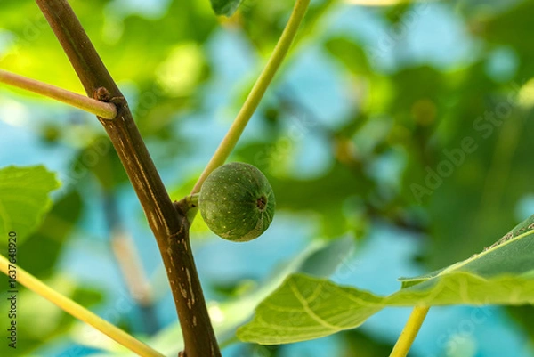 Fototapeta Owoc figowca 
