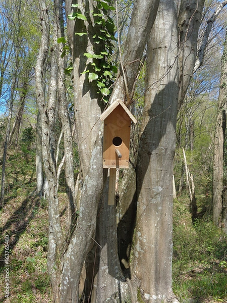 Fototapeta Homemade birdhouse on tree in spring forest