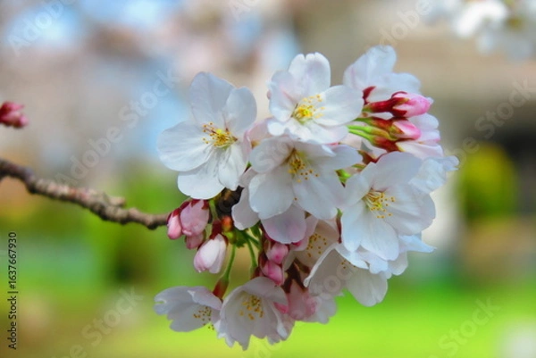 Fototapeta 川沿いのサクラのアップの風景4