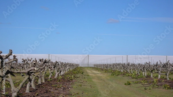 Obraz vineyard in winter